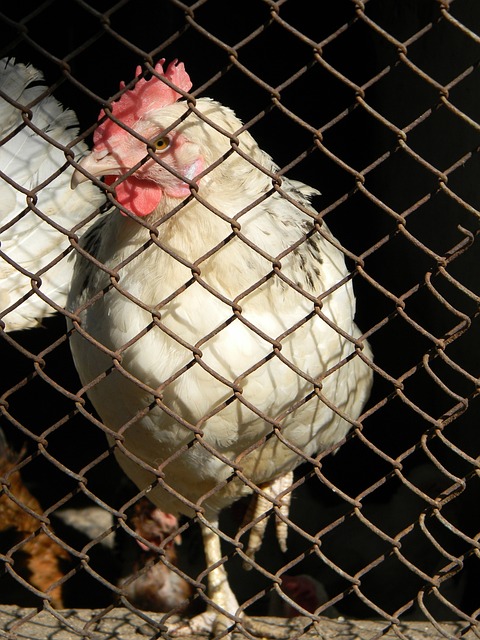 合作精神 合作精神