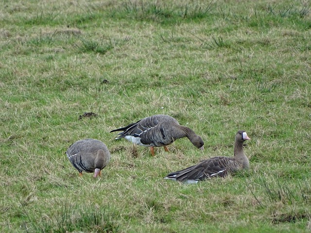 首尔FC仅 首尔FC仅